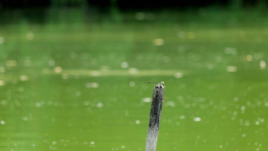 池塘里的蜻蜓4K