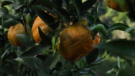 生态柑橘
