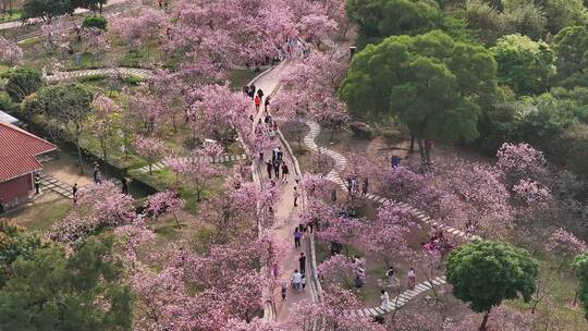 中国广东省广州市南沙区十八罗汉山森林公园视频素材模板下载