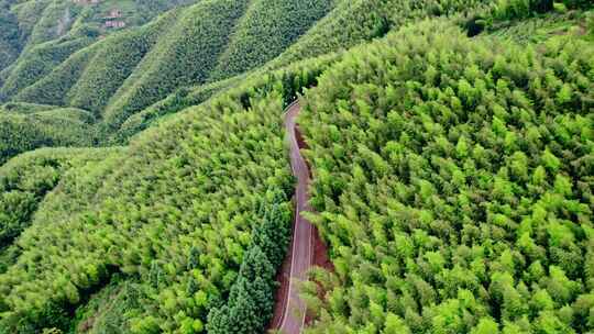 平塘马安 航拍竹海 航拍