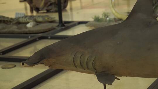 深海鲨鱼鲸鱼海洋生物模型