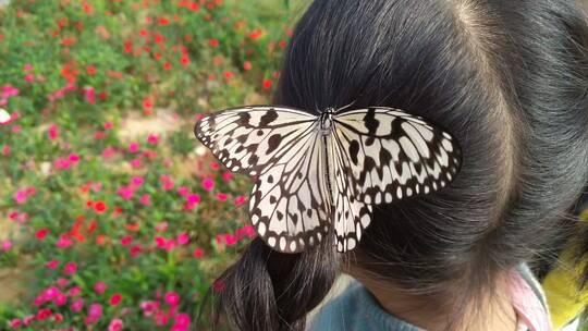 头顶美丽的蝴蝶