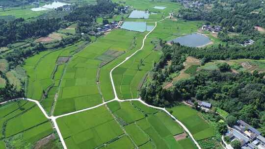 乡村田野、四川罗江广袤土地