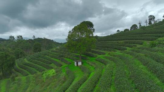 航拍茶山茶园