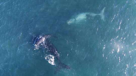 一群南露脊鲸的鸟瞰图，包括一只稀有的白色视频素材模板下载