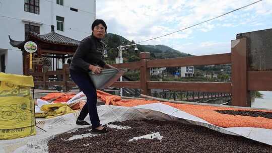 慢镜头实拍古法榨油百年油坊茶油茶籽油加工