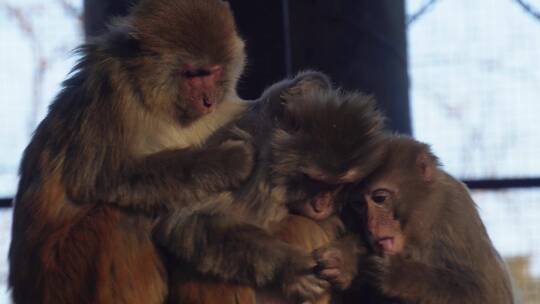 【镜头合集】猴山猴子抱在一起取暖抓虱子视频素材模板下载