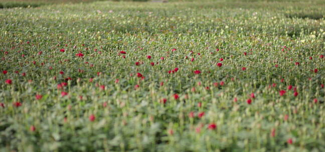 高原地区鲜花盛开的草地草场