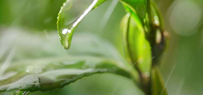 茶叶 茶树 特写 阳光 雨水8