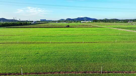 农场草地 草坪维护 铲草坪