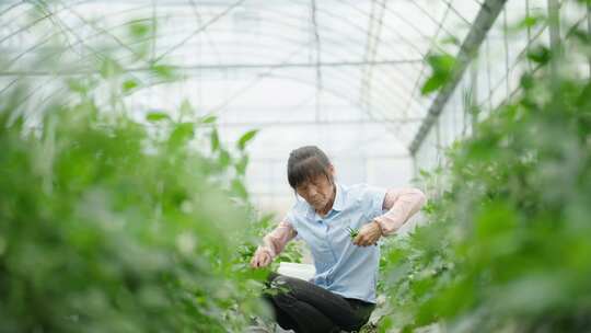 大棚内女性在采摘植物的劳作画面 709