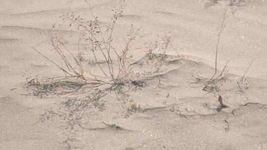 沙滩上顽强的枯草植物