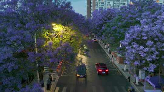 昆明蓝花楹