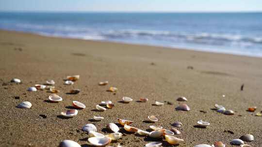 海边沙滩的贝壳
