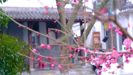 杭州植物园灵峰探梅梅花开了风景视频素材视频素材模板下载