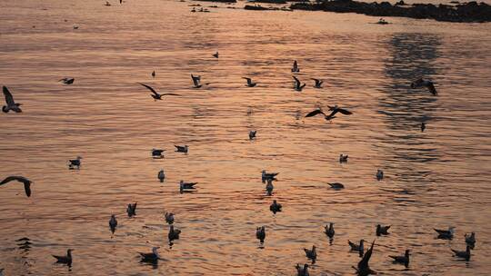 夕阳下大海上的海鸥群