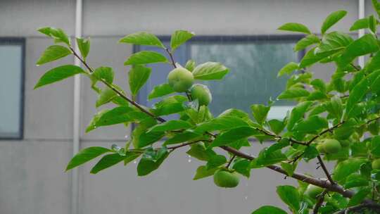 农村中式庭院柿子树下雨