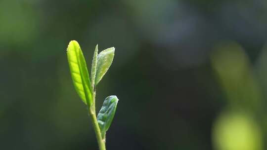 【合集】春天茶叶嫩芽牙尖特写慢镜头