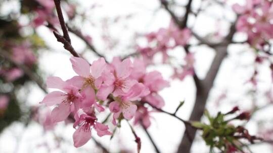 实拍樱花素材