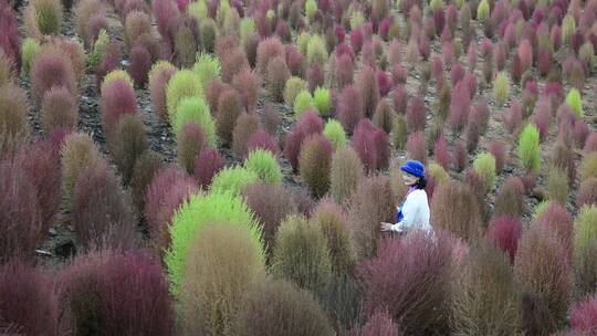 浪漫的乡村振兴植物植被地肤草