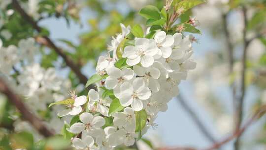 白色海棠花春天花朵花瓣特写空景空镜