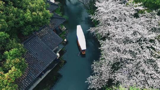 西湖曲院风荷樱花游船视频素材模板下载