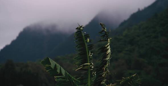 雨云下的香蕉树