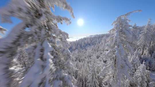 大雪雾凇森林雪景