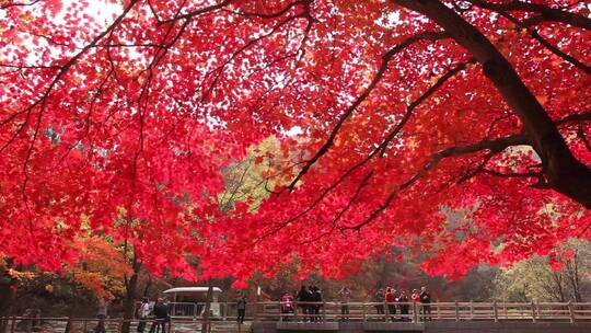 枫叶枫树秋季风景