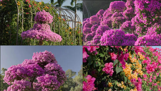 黄色粉色紫色勒杜鹃花三角梅造型花墙合集