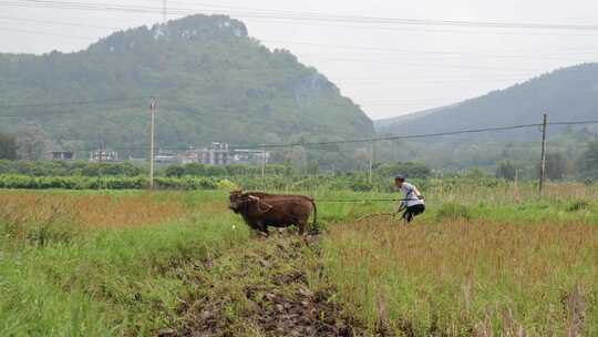 牛在田间耕地的场景 牛犁田