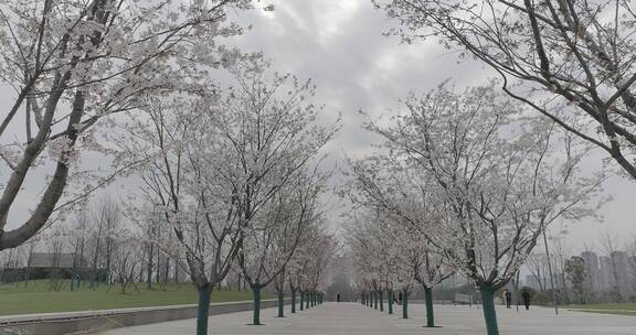 南京江北樱花季节航拍地拍素材