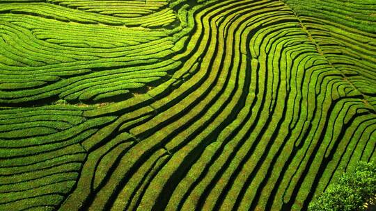 茶山茶园航拍