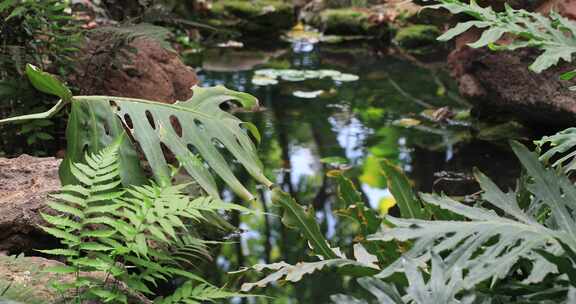 清澈溪流绿色厥类植物