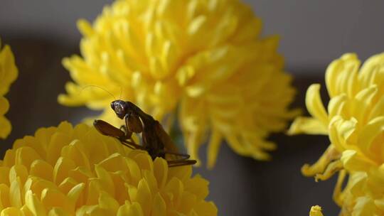 欧洲祈祷螳螂在一朵黄色的菊花上。
