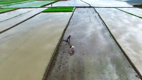 鸟瞰秧田里农忙的农民视频素材模板下载