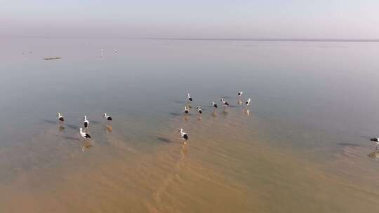 鄱阳湖候鸟航拍