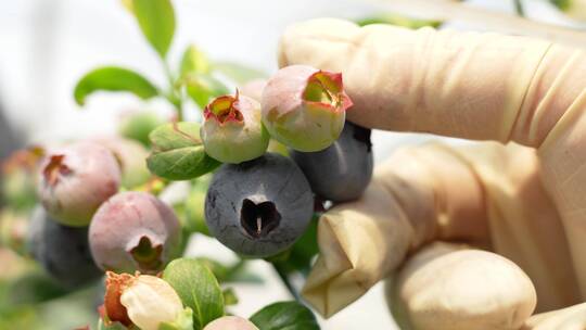 蓝莓开花朵结果工人采摘种植园特写大棚农业