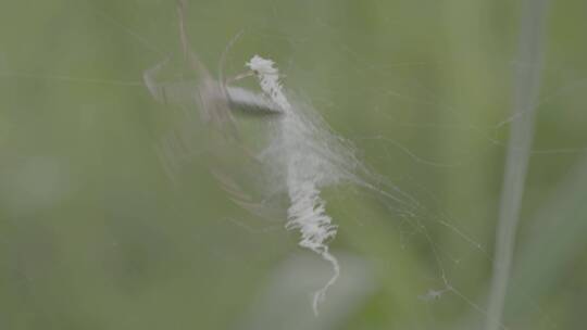 蜘蛛织网LOG视频素材