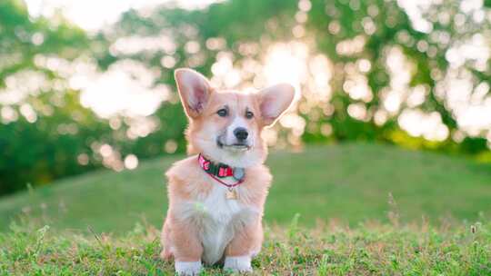 柯基犬，狗，宠物，犬