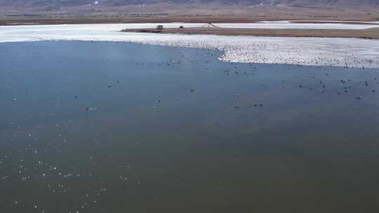 青海青海湖湖面鸟群航拍视频