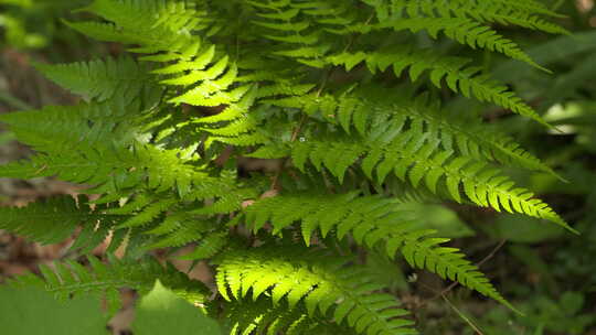 夏天山上森林里蕨类植物光影