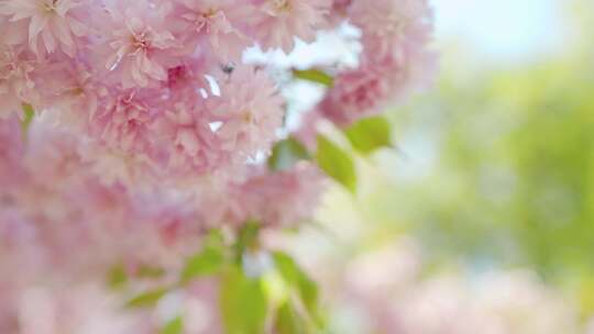 春天樱花盛开视频素材模板下载