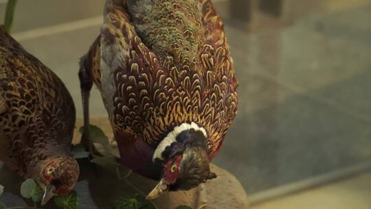 红腹锦鸡观赏鸟类标本模型视频素材模板下载