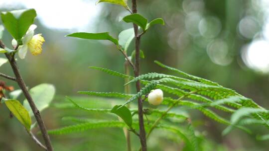 广东农村大山茶籽山茶树山茶花