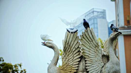 城市广场喷泉雕塑上休憩的鸽子4K
