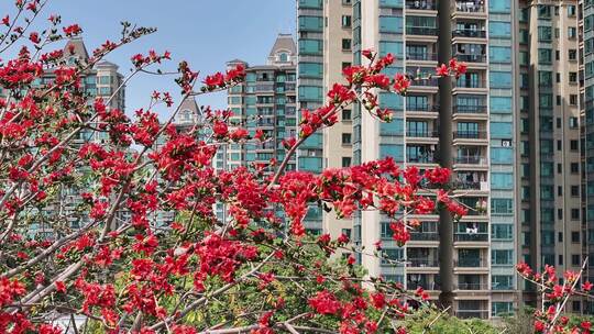 盛开的木棉花特写