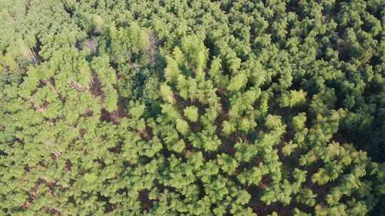 江南竹林竹海竹山航拍视频素材模板下载