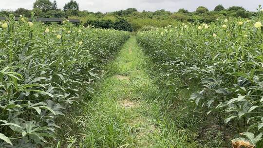 种植秋葵4K实拍视频