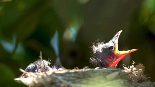 刚出生的雏鸟在鸟窝等待投食